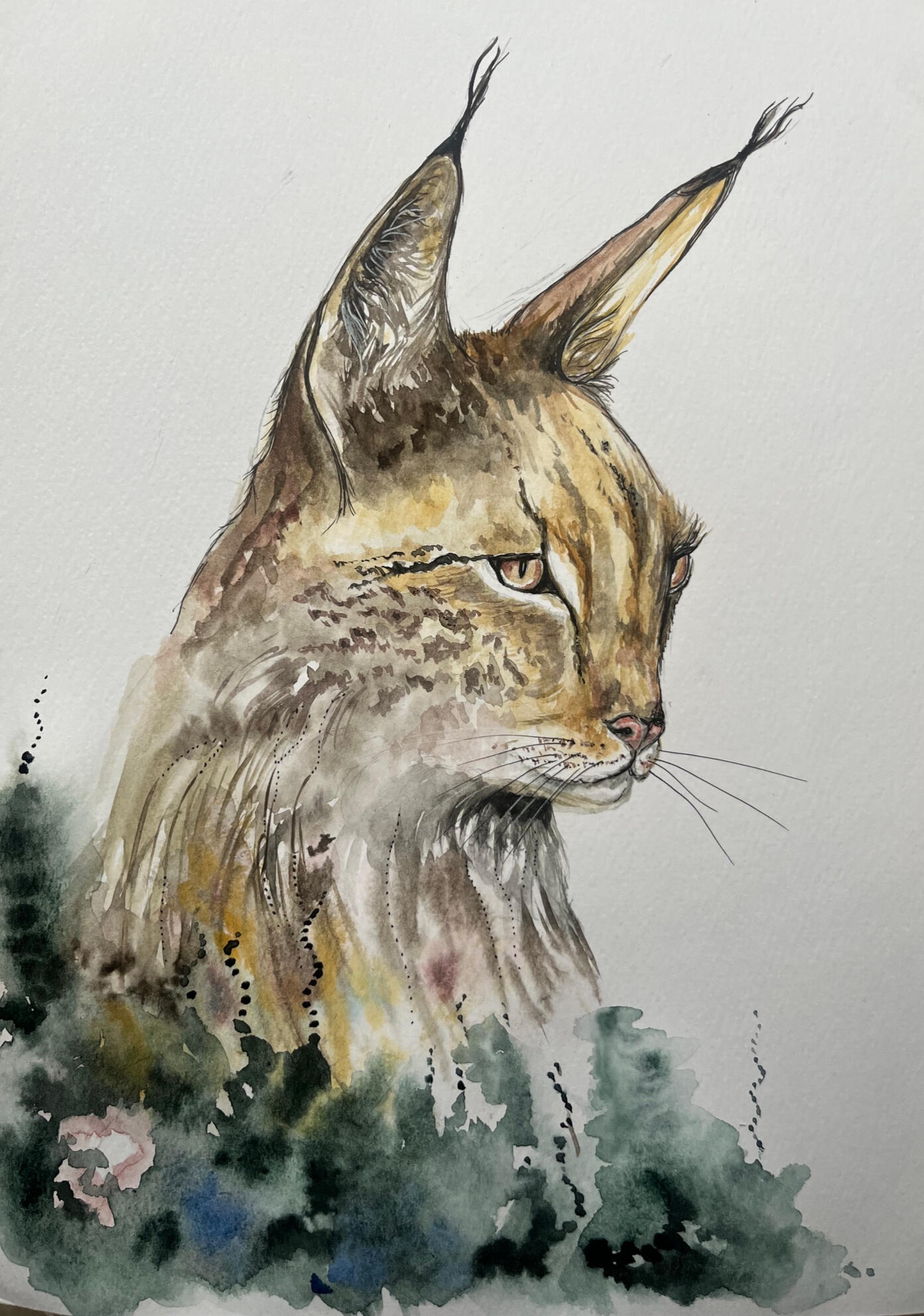 Lynx